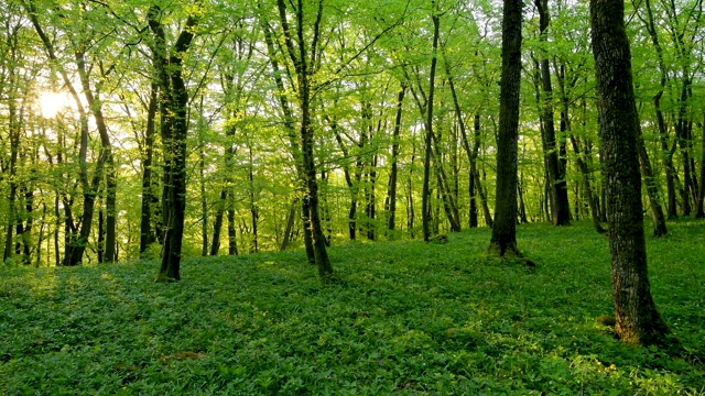 春天阳光明媚的落叶林，索登堡，哈梅尔堡，巴达基辛根区，Rhön，德国巴伐利亚州视频素材