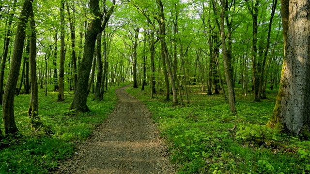 春天，Sodenberg, Hammelburg, District Bad Kissingen, Rhön, Bavaria, Germany, Sodenberg带有小路的落叶林视频素材