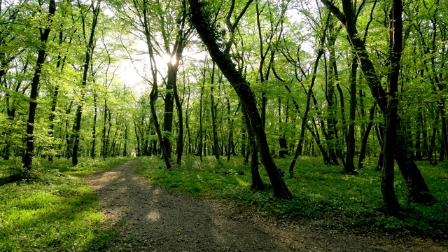 春天有路径和阳光的落叶林，索登堡，哈梅尔堡，区坏Kissingen, Rhön，德国巴伐利亚州视频素材