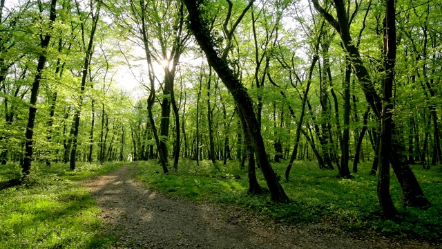 春天有路径和阳光的落叶林，索登堡，哈梅尔堡，区坏Kissingen, Rhön，德国巴伐利亚州视频素材