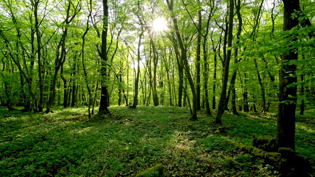 春天阳光明媚的落叶林，索登堡，哈梅尔堡，巴达基辛根区，Rhön，德国巴伐利亚州视频素材