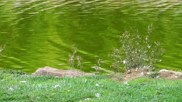 大自然中美丽的湖景视频素材