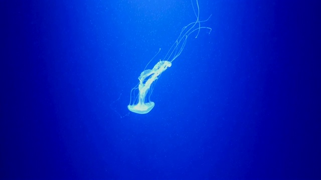 4K月亮水母水族馆视频素材