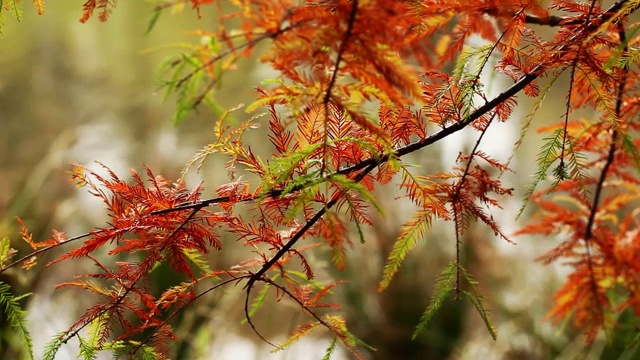 大自然中美丽的季节性叶子视频素材