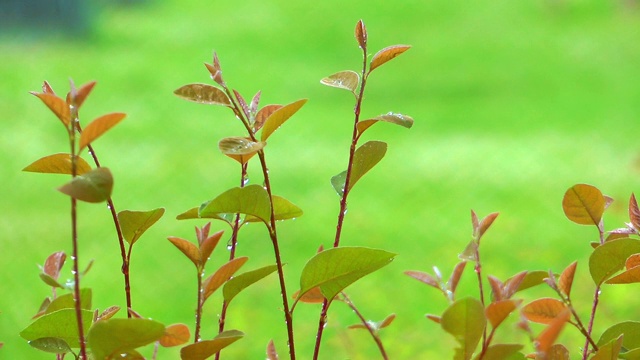 大自然中美丽的季节性叶子视频素材