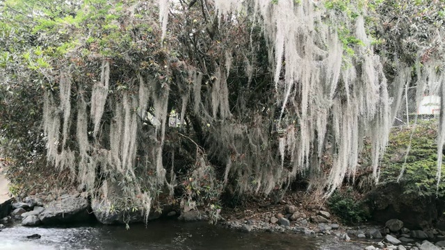 美丽的树覆盖着西班牙苔藓(Tillandsia usneoides)和一条河视频素材