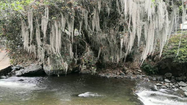 一种被西班牙苔藓覆盖的树。河流动顺畅。视频素材