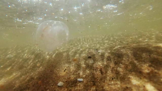 水母在浅海水中游泳的照片视频素材