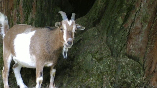 山羊视频素材