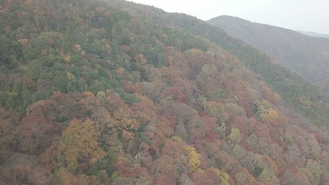 日本京都岚山秋树鸟瞰图视频素材