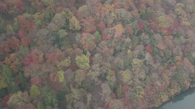 日本京都岚山秋树鸟瞰图视频素材