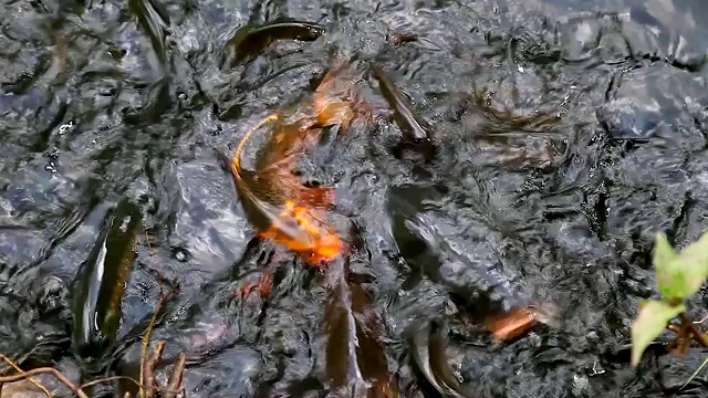 一群饥饿的鲶鱼和鲤鱼聚集在泰国的河里。视频素材