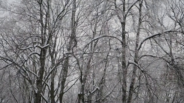 美丽的雪树顶在冬天视频素材