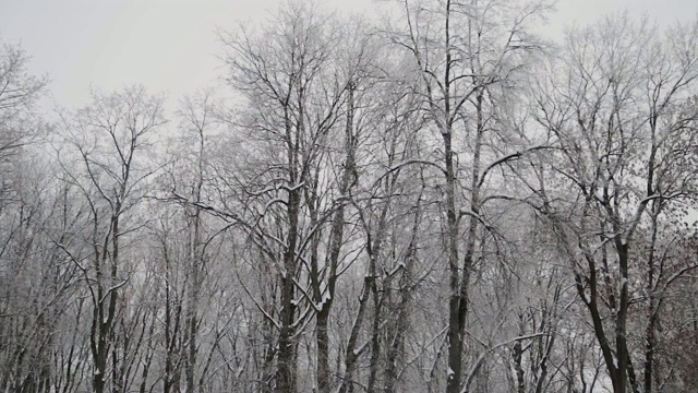 美丽的雪树顶在冬天视频素材