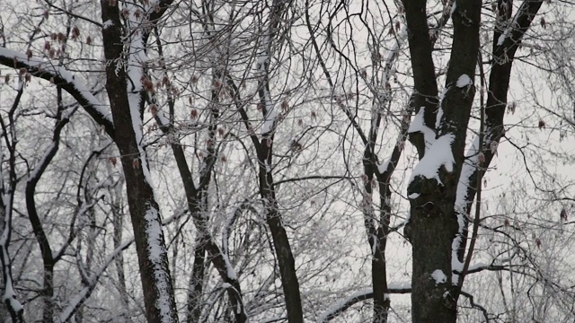 美丽的雪树顶在冬天视频素材