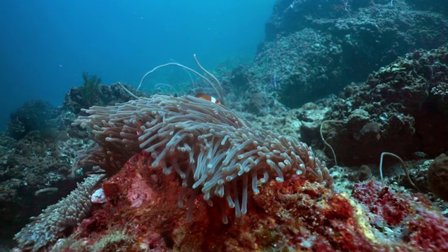 假小丑鱼海葵鱼(Amphiprion ocellaris)在珊瑚礁，泰国视频素材