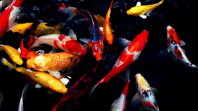 锦鲤在水族馆游泳的慢动作，花哨的鲤鱼鱼，俯视图视频素材