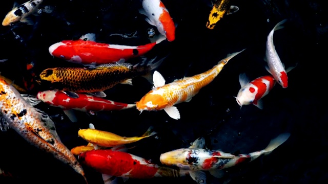 锦鲤在水族馆游泳的慢动作，花哨的鲤鱼鱼，俯视图视频素材