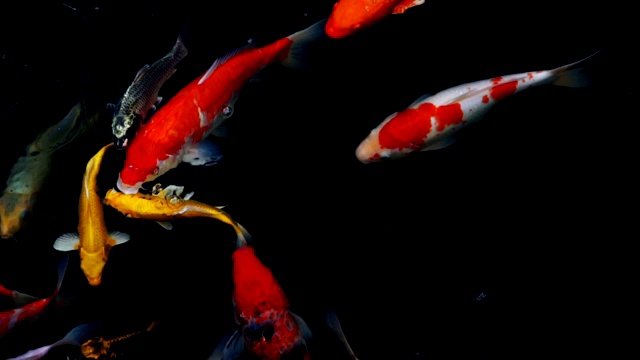 锦鲤在水族馆游泳的慢动作，花哨的鲤鱼鱼，俯视图视频素材