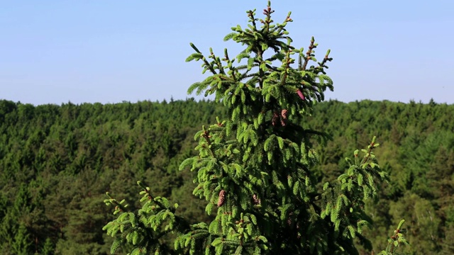 树顶视频素材