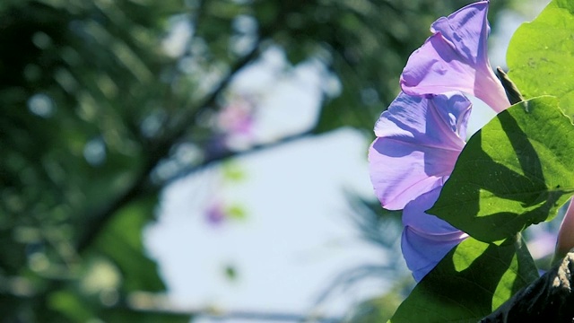 近距离观看一组白色、绿色、粉红色和紫色的花朵和叶子，色彩斑斓，分辨率为4K。视频素材