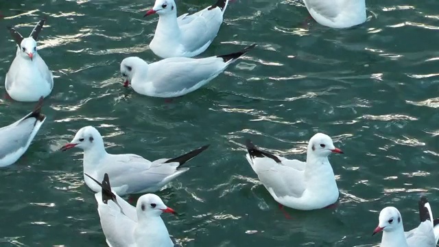 鸟类动物海鸥视频素材