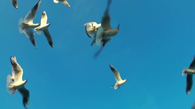 鸟类动物海鸥视频素材