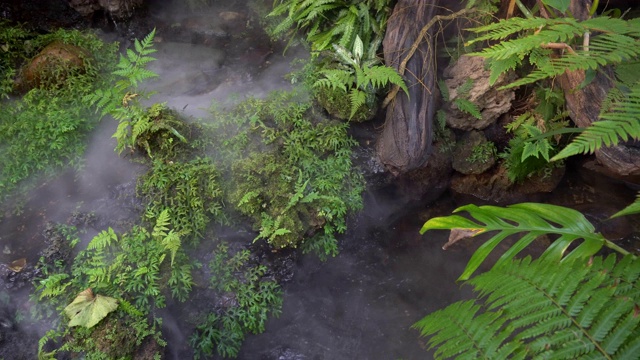 花园里有温泉。天然植物和带烟树视频素材