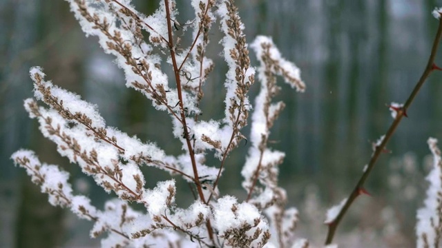 被雪覆盖的死植物视频素材