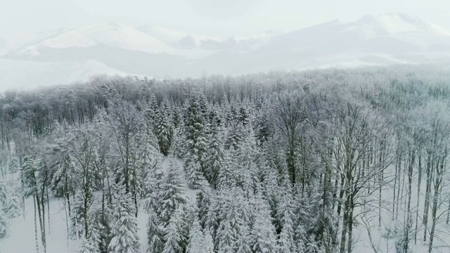 无人机在冬季的森林景色视频素材