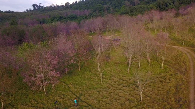 空中射击。野生喜马拉雅樱花或泰国樱花盛开在PhuLomLo Loei省，彭世洛省，泰国视频素材