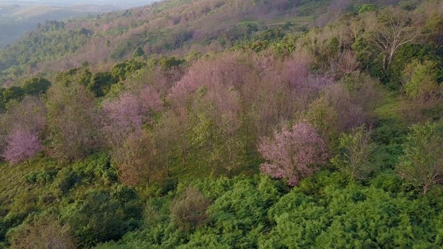 野生喜马拉雅樱花或泰国樱花盛开在PhuLomLo Loei省，彭世洛省，泰国视频素材