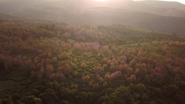 空中射击。野生喜马拉雅樱花或泰国樱花盛开在PhuLomLo Loei省，彭世洛省，泰国视频素材