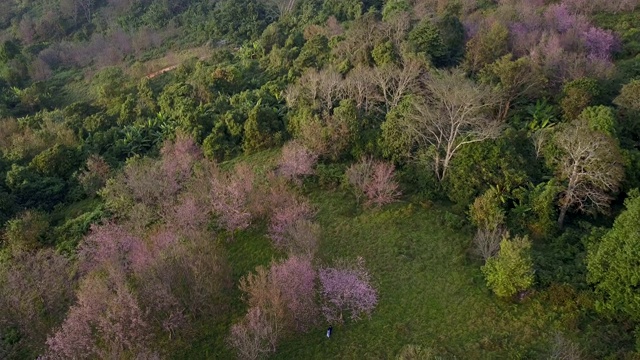 空中射击。野生喜马拉雅樱花或泰国樱花盛开在PhuLomLo Loei省，彭世洛省，泰国视频素材