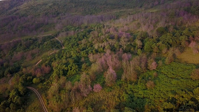 空中射击。野生喜马拉雅樱花或泰国樱花盛开在PhuLomLo Loei省，彭世洛省，泰国视频素材