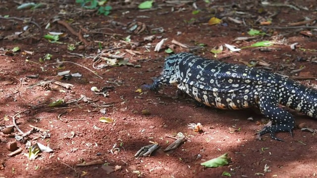 在Iguazú国家公园Salvator Marinae (Giant Tegu)视频素材