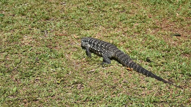 在Iguazú国家公园Salvator Marinae (Giant Tegu)视频素材