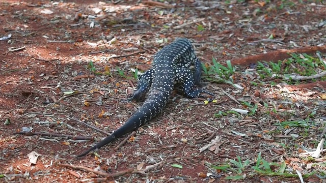 在Iguazú国家公园Salvator Marinae (Giant Tegu)视频素材