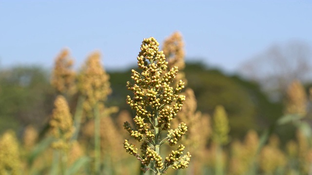 小米田，蓝天视频素材