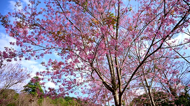 野生喜马拉雅樱花或泰国樱花盛开在PhuLomLo Loei省，彭世洛省，泰国视频素材