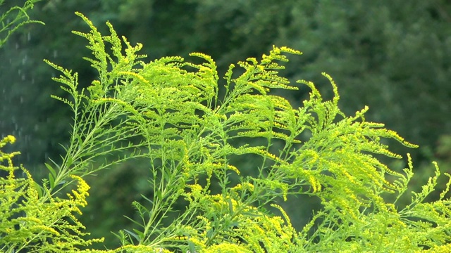 植物和瀑布视频素材