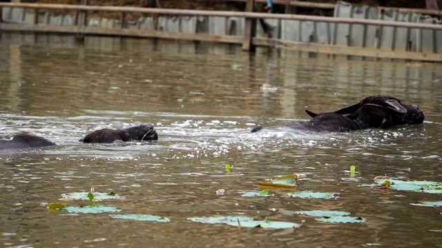 慢镜头中的水牛正在池塘里嬉戏、游泳视频素材