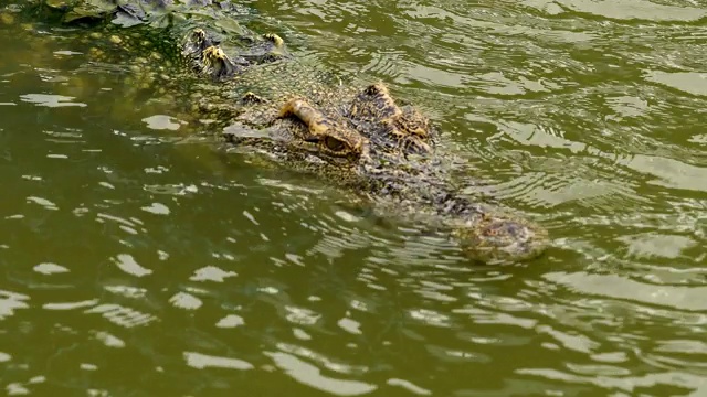 鳄鱼在水里游泳视频素材