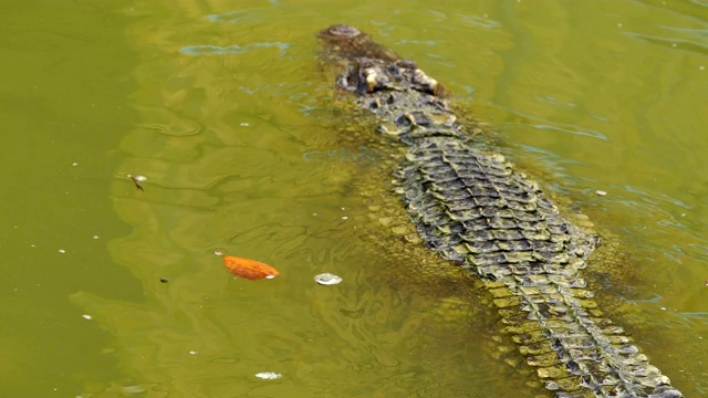 鳄鱼在水里游泳视频素材