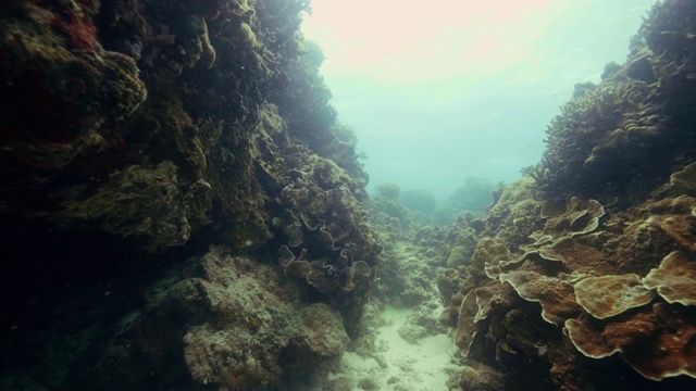 珊瑚礁在海底水下的看法。在深海潜水时拍摄。水下世界，珊瑚礁和动物。海洋生物的概念。视频素材