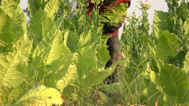 农民在植物中采摘烟叶视频素材