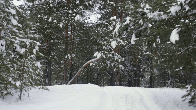 观针叶林在霜冻天气下的冬季降雪。冬季自然视频素材