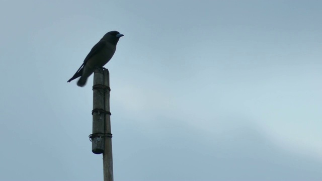灰燕子栖息在木杆上视频素材