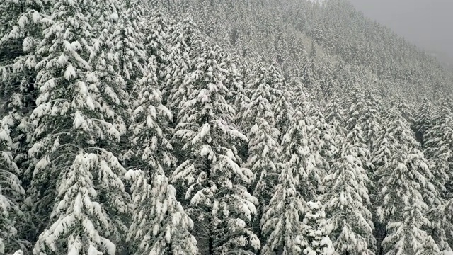 在冬天飞过覆盖着山腰的白雪覆盖的树梢视频素材