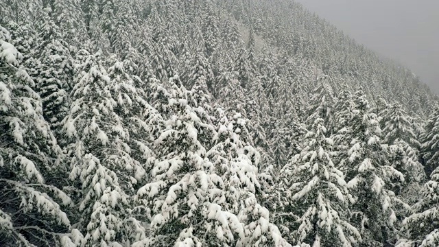 飞过白雪覆盖的树梢视频素材